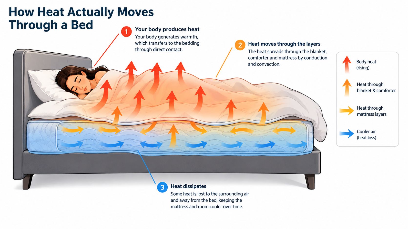 A diagram illustrating how human body heat transfers through bedding and dissipates from a mattress.